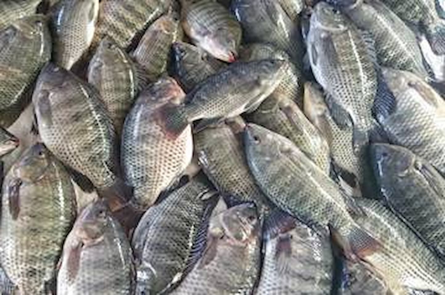 Mercado da tilápia segue com oferta restrita