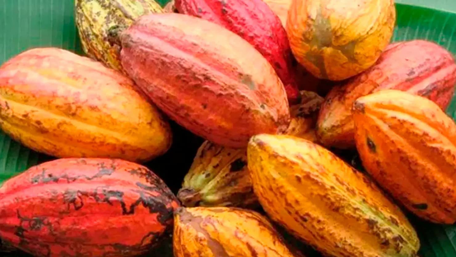 Cacau: Governo Federal cria selos para atestar produção sustentável