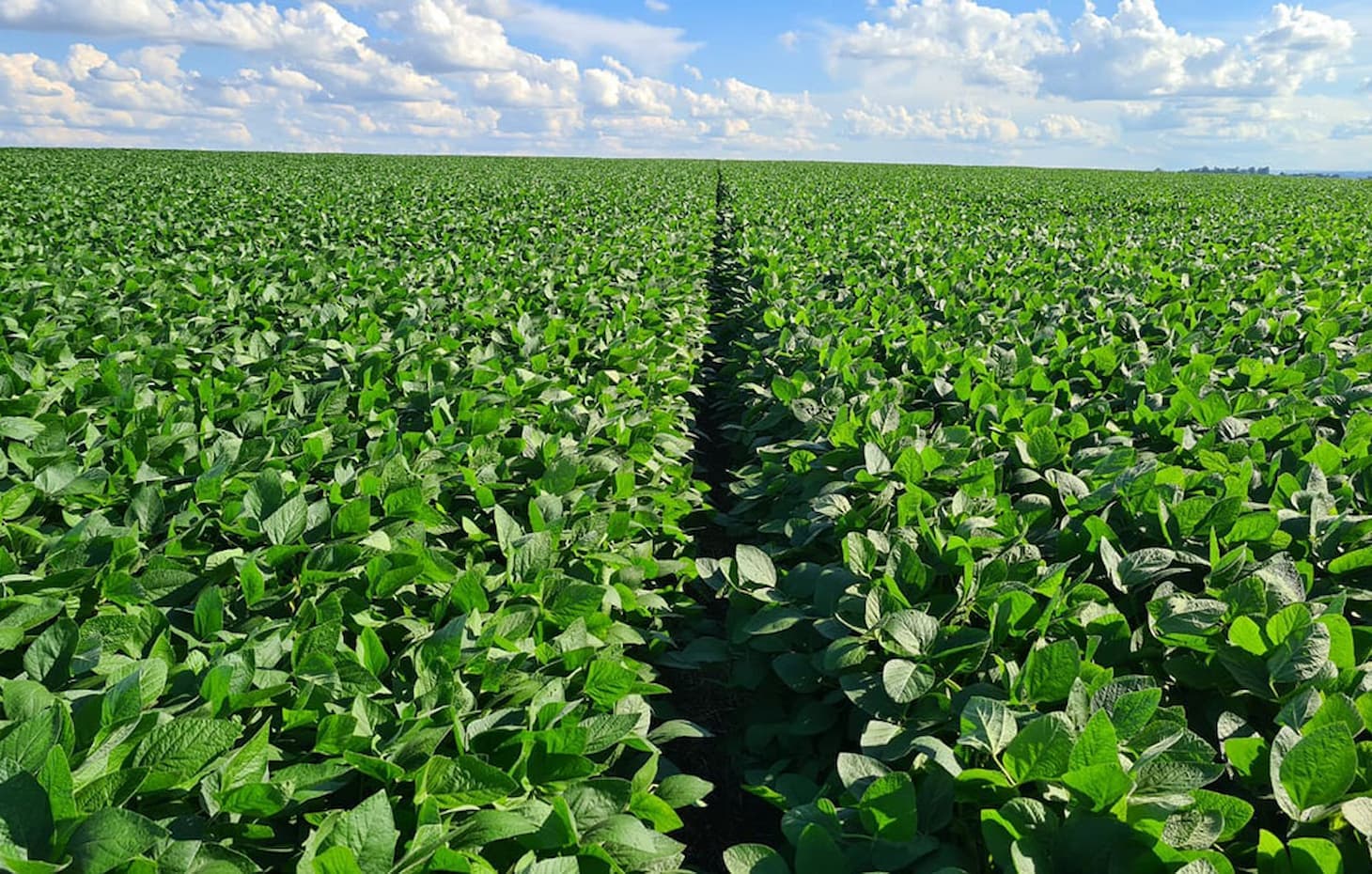 Colheita da soja mantém produtor distante do mercado