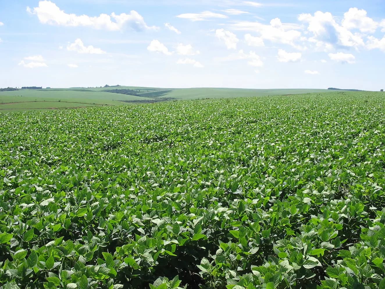 Brasil é um dos 04 países com maior potencial em indústria verde, mostra relatório
