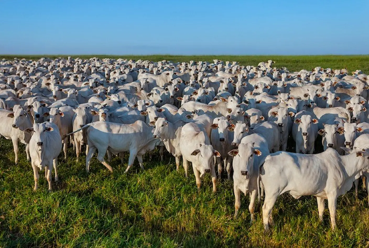Abate de machos impulsiona mercado do boi em Mato Grosso