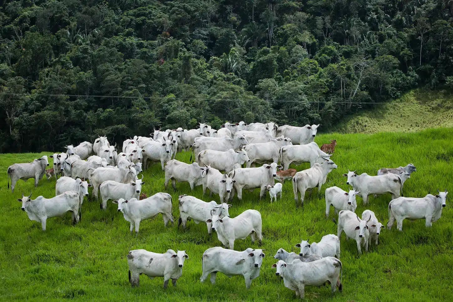 Boi: setembro impulsiona cotações