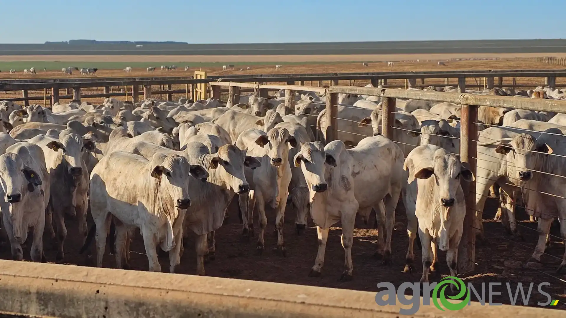 Diferença de preço entre Mato Grosso e São Paulo se amplia com desvalorização do boi gordo