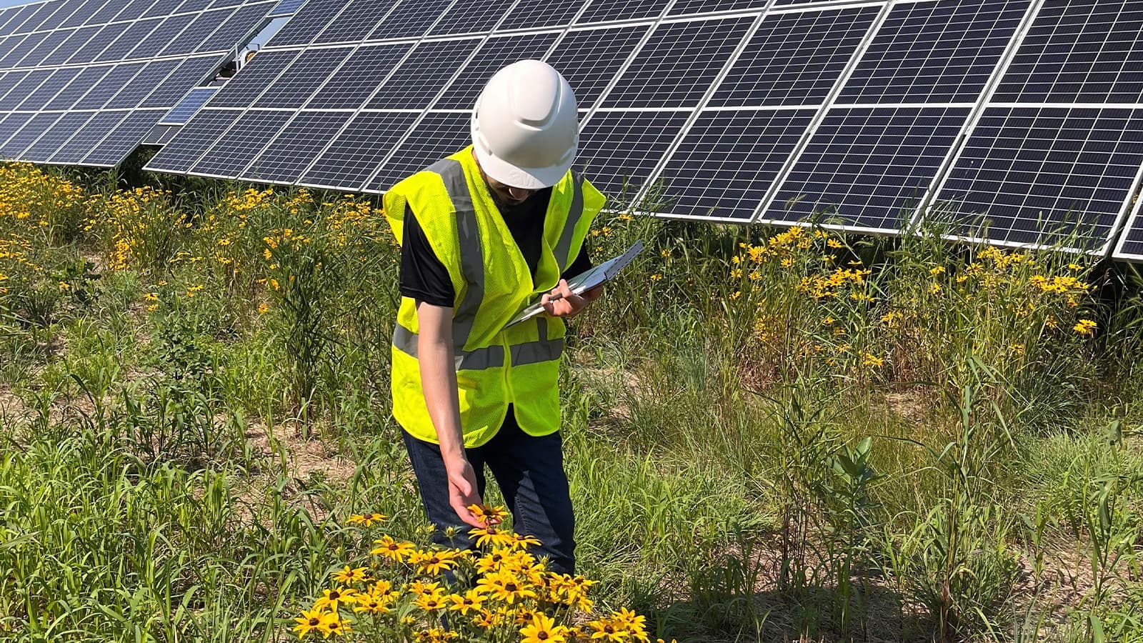 Agrivoltaicos: Pesquisa releva que fazendas solares potencializam repovoamento de abelhas