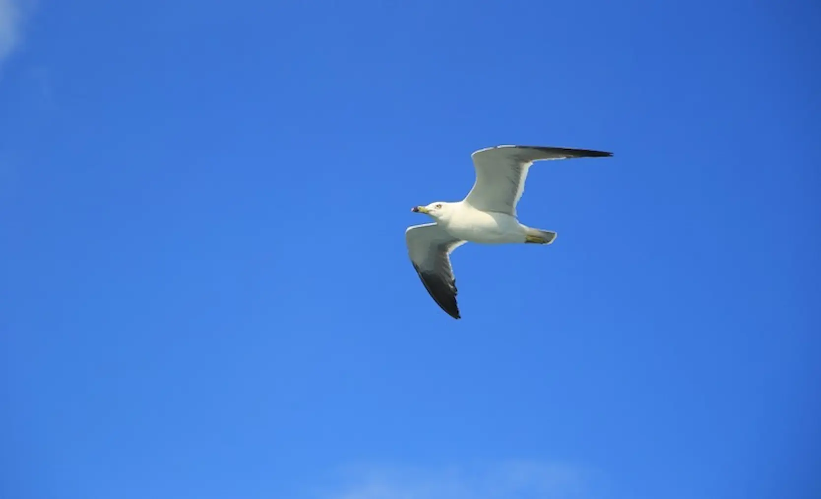 Influenza aviária: medidas de prevenção são intensificadas em período de migração de aves