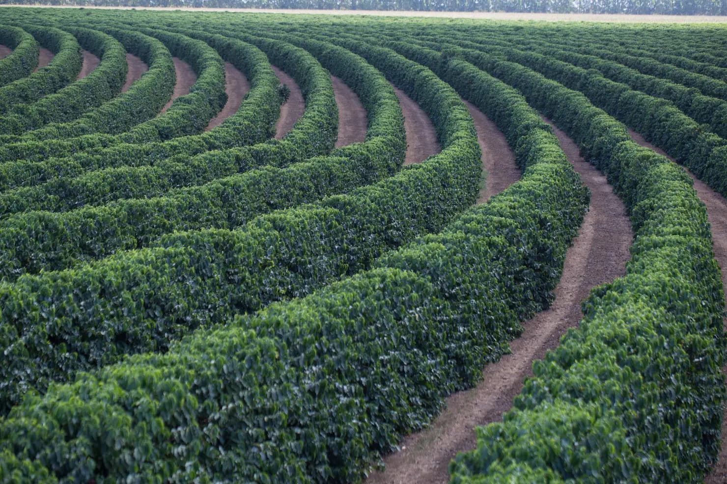 Paraná tem plano para expansão da cafeicultura