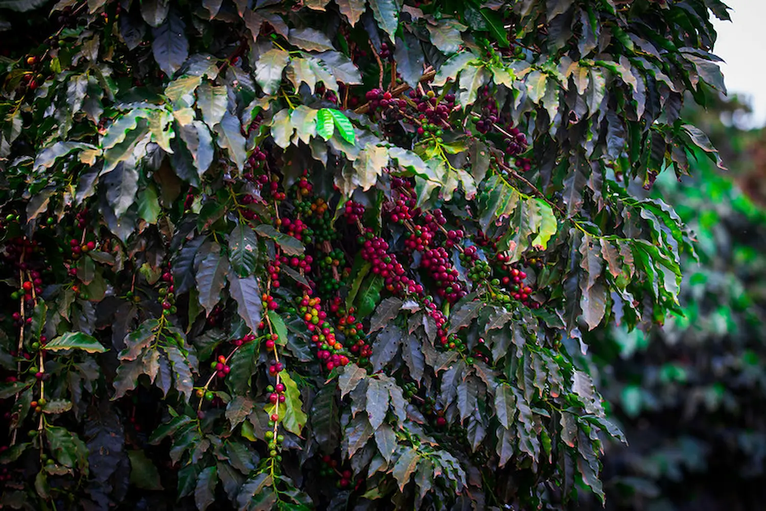 O balanço da safra de café 2025/26: Menor volume, faturamento segue sustentado