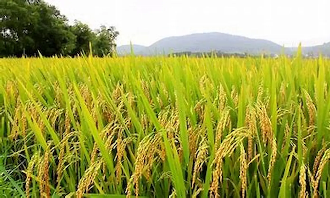 Exportações de arroz tendem a crescer entre 02 à 03 anos