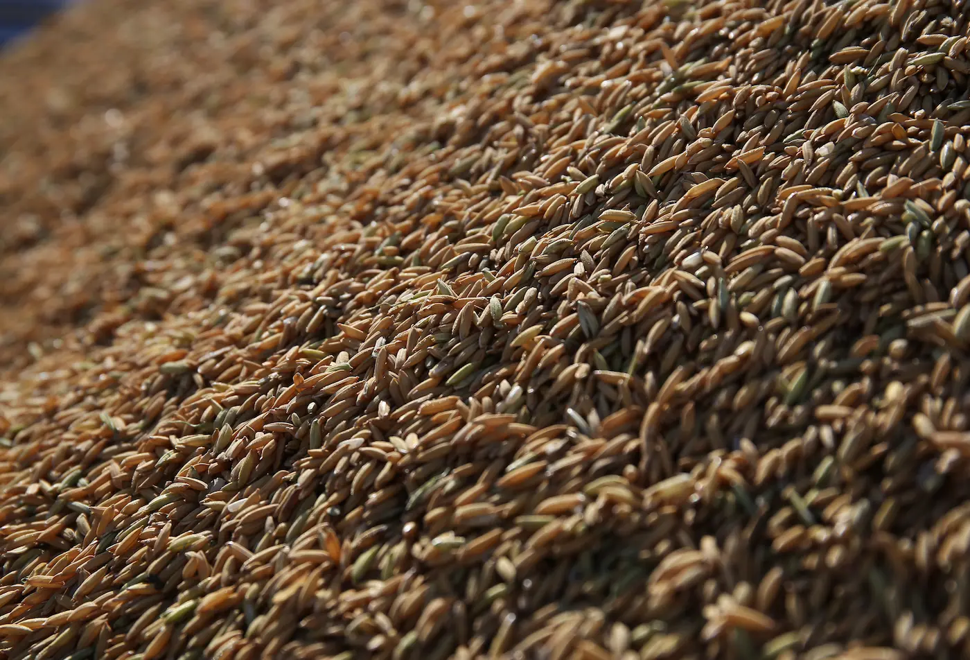 Colheita do arroz avança no Rio Grande do Sul