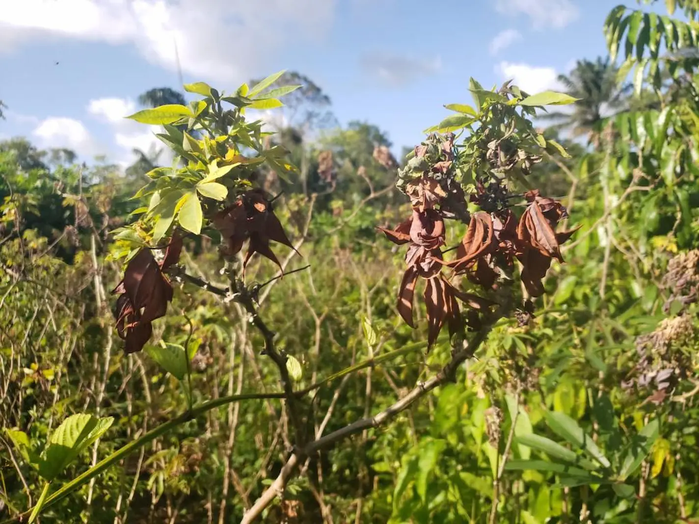 Indea alerta para sinais da vassoura-de-bruxa em plantações de mandioca reforçando a importância da notificação