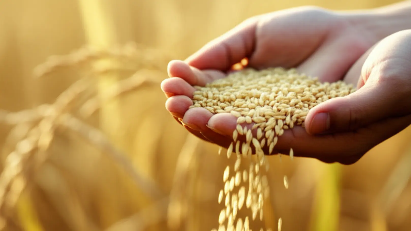 Tradings compram arroz em casca a R$ 62 e dão andamento ao escoamento da safra anterior