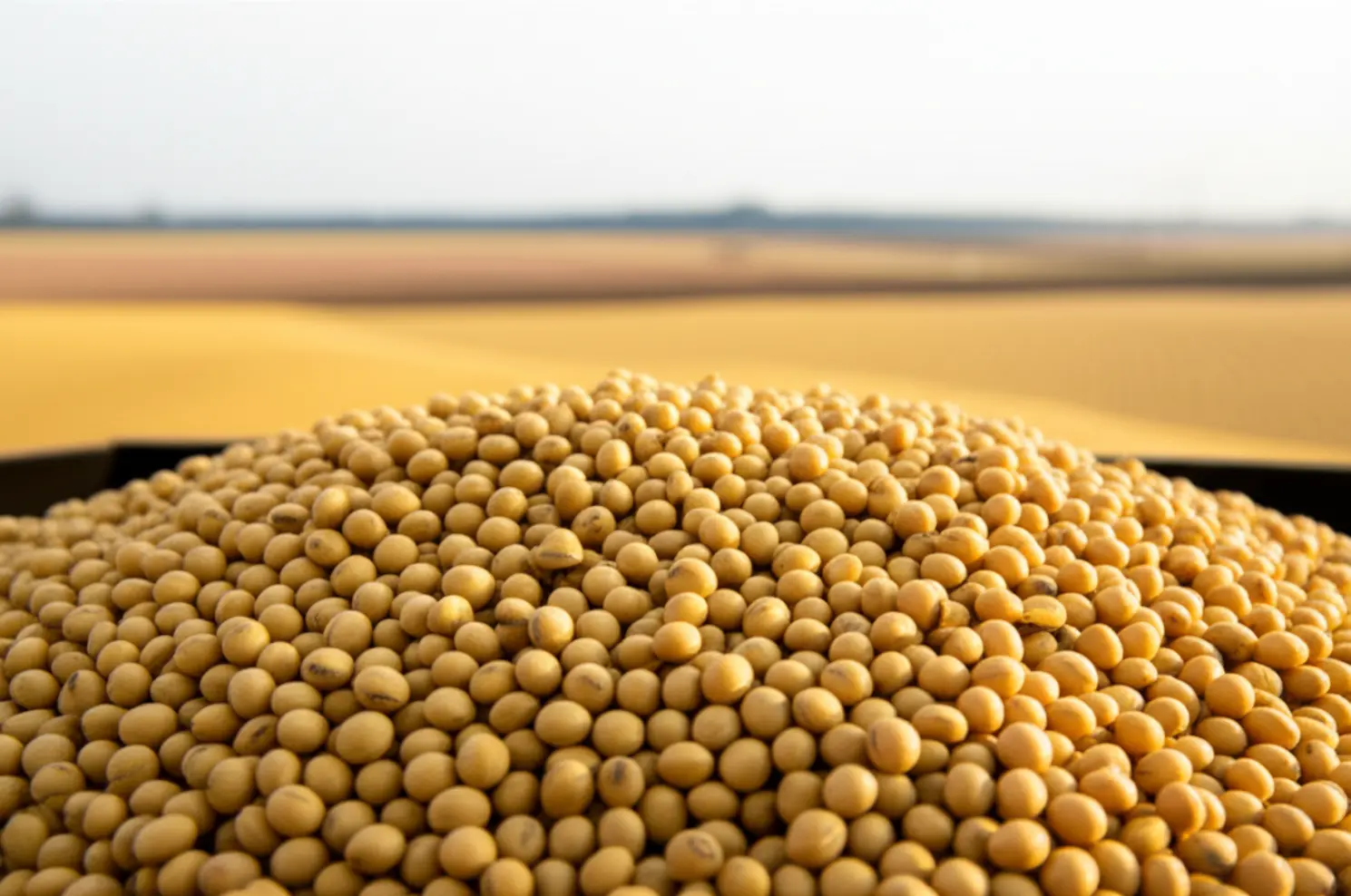 Panorama da soja: fevereiro de 2026