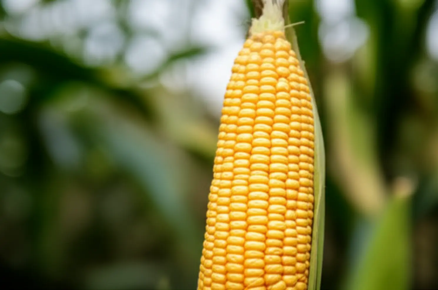 Custo de produção do milho segunda safra preocupa produtores