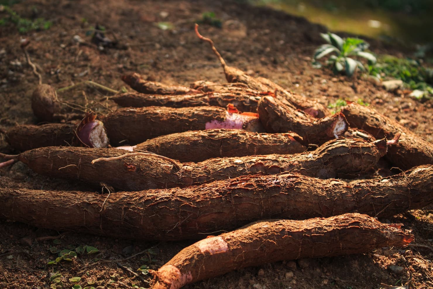 Produção de amidos de mandioca recua levemente, mas alta de preço sustenta o Valor Bruto da Produção