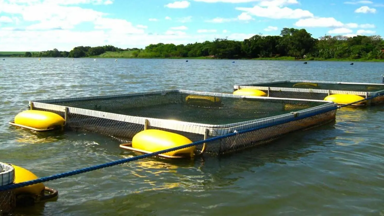 Poder de compra do produtor de tilápia atinge recorde histórico