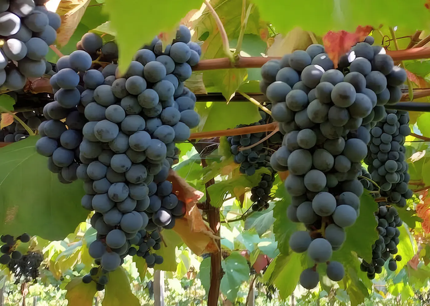 Novo combo de uvas tintureiras reforça produção de sucos e vinhos