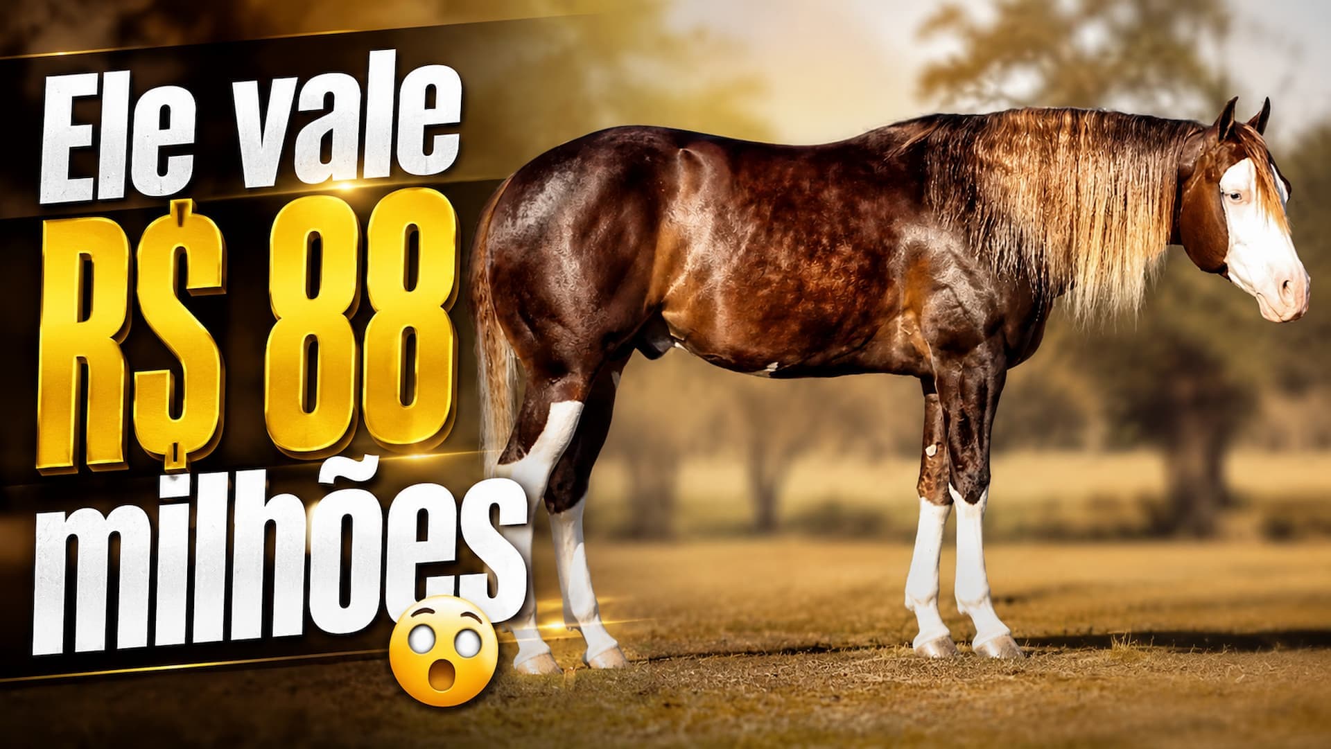 Brasil tem 6 milhões de cavalos e mercado que já vale R$ 30 bilhões