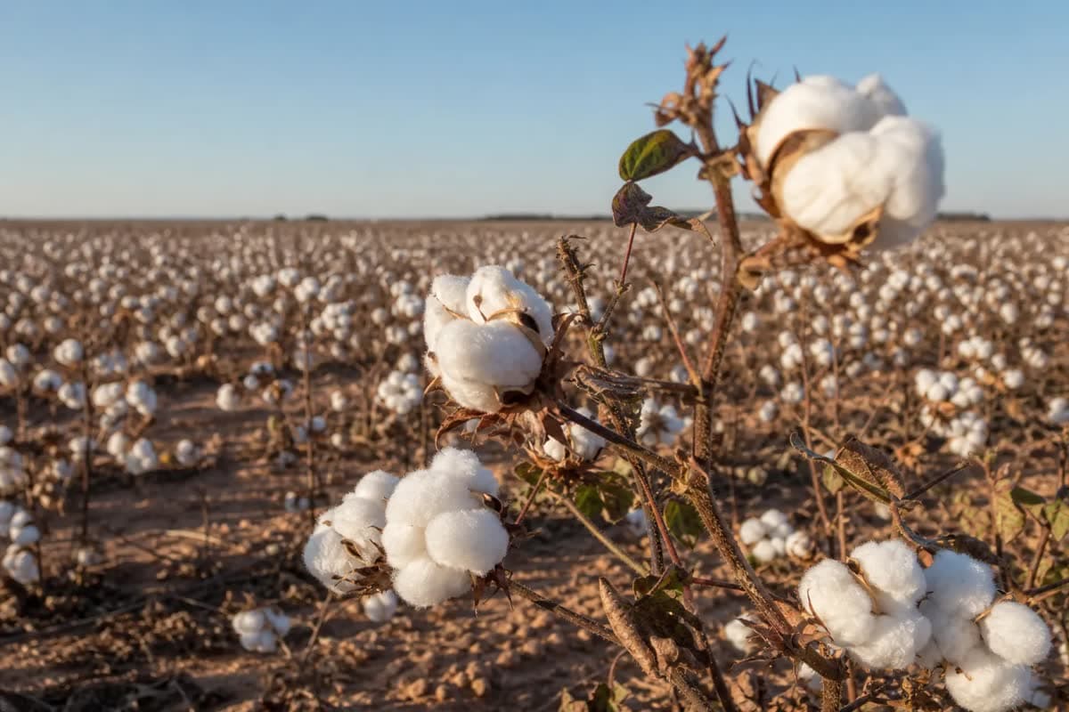 Tempo seco acelera maturação do algodão em Mato Grosso e aproxima colheita