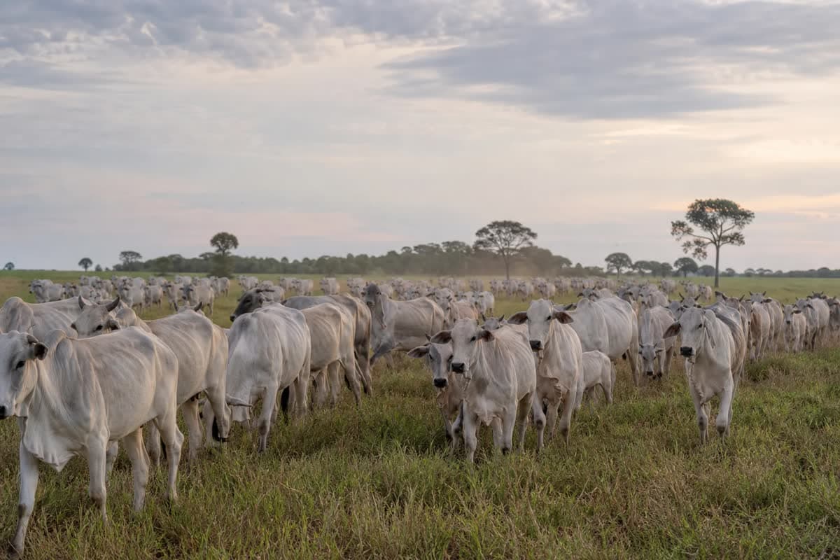China libera Brasil livre de aftosa e abre nova frente para carne de MT