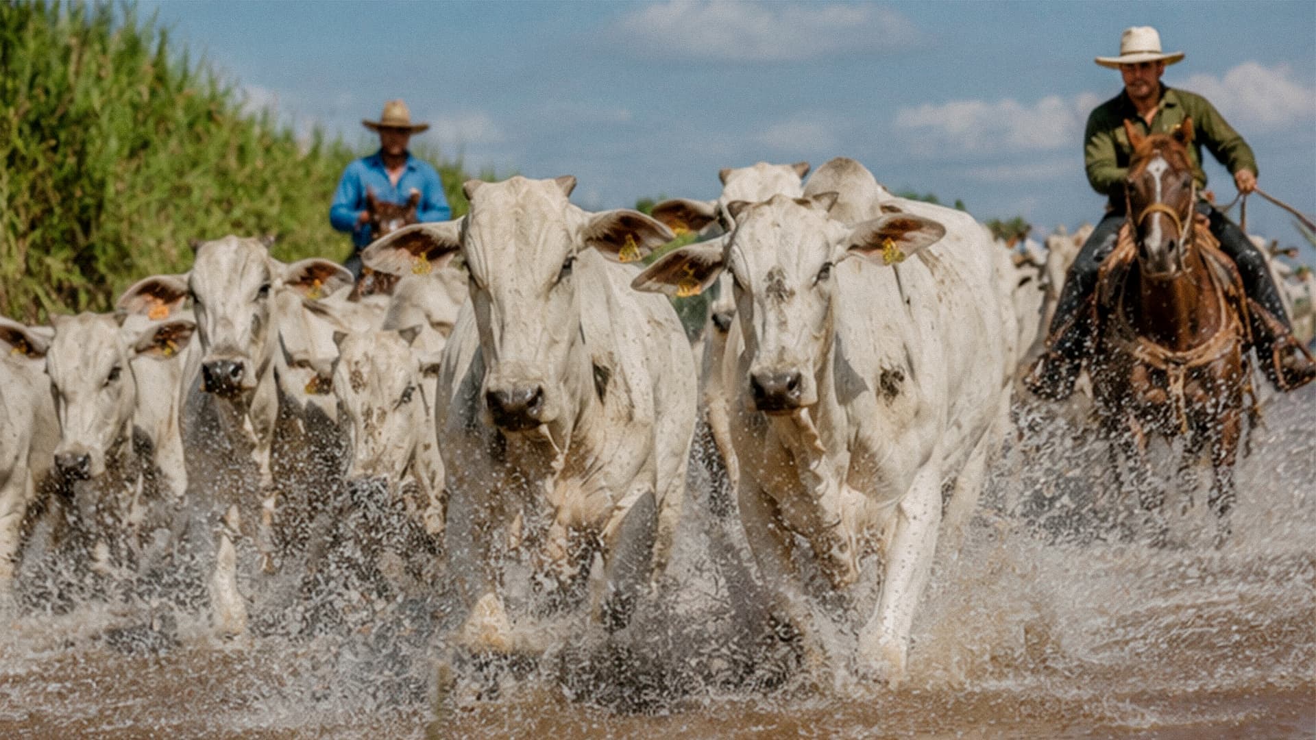Dia do Pecuarista: as mãos que cuidam do rebanho e ajudam a mover o Brasil