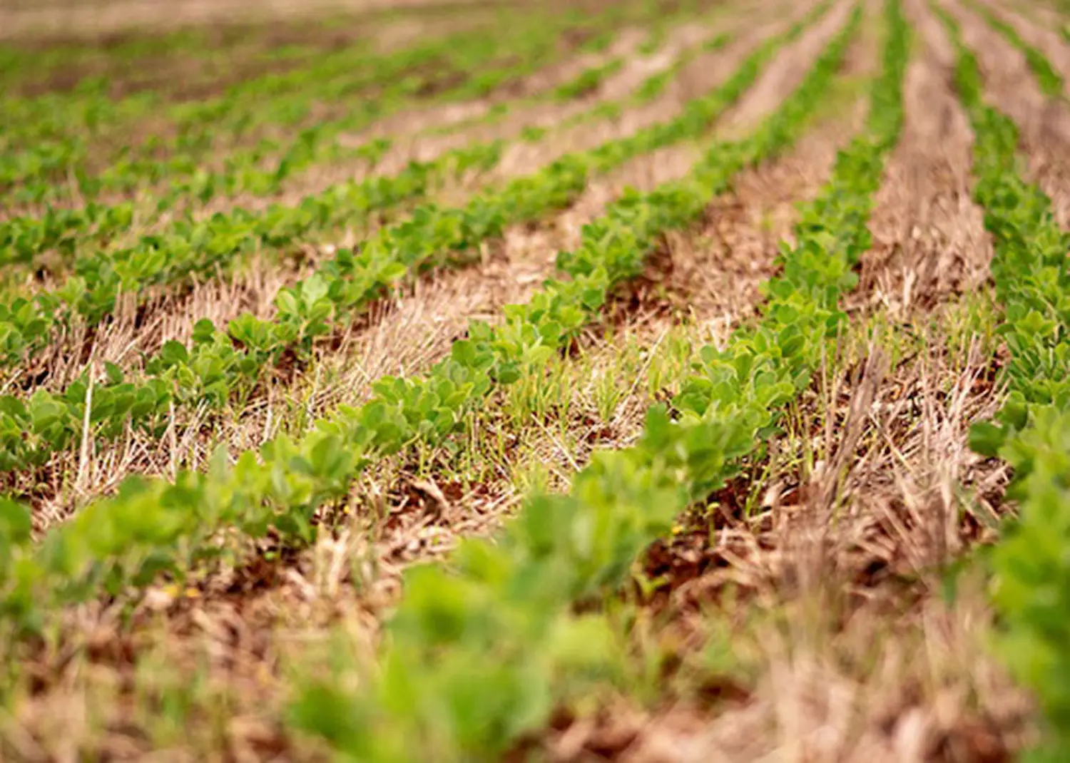 Soja: Análise genética indica cultivares de soja STS para manejo de plantas daninhas