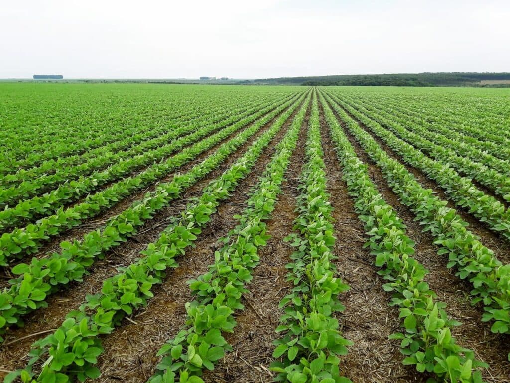 Conab prevê queda na produção de grãos safra 2023/24