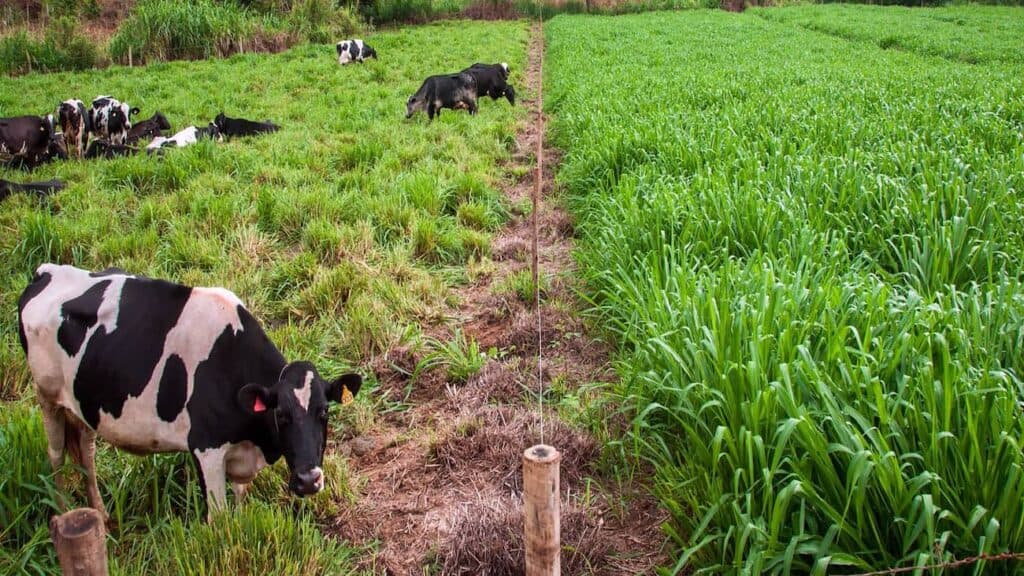 Sistema a pasto permite aumento de até 946% na produção de leite por hectare