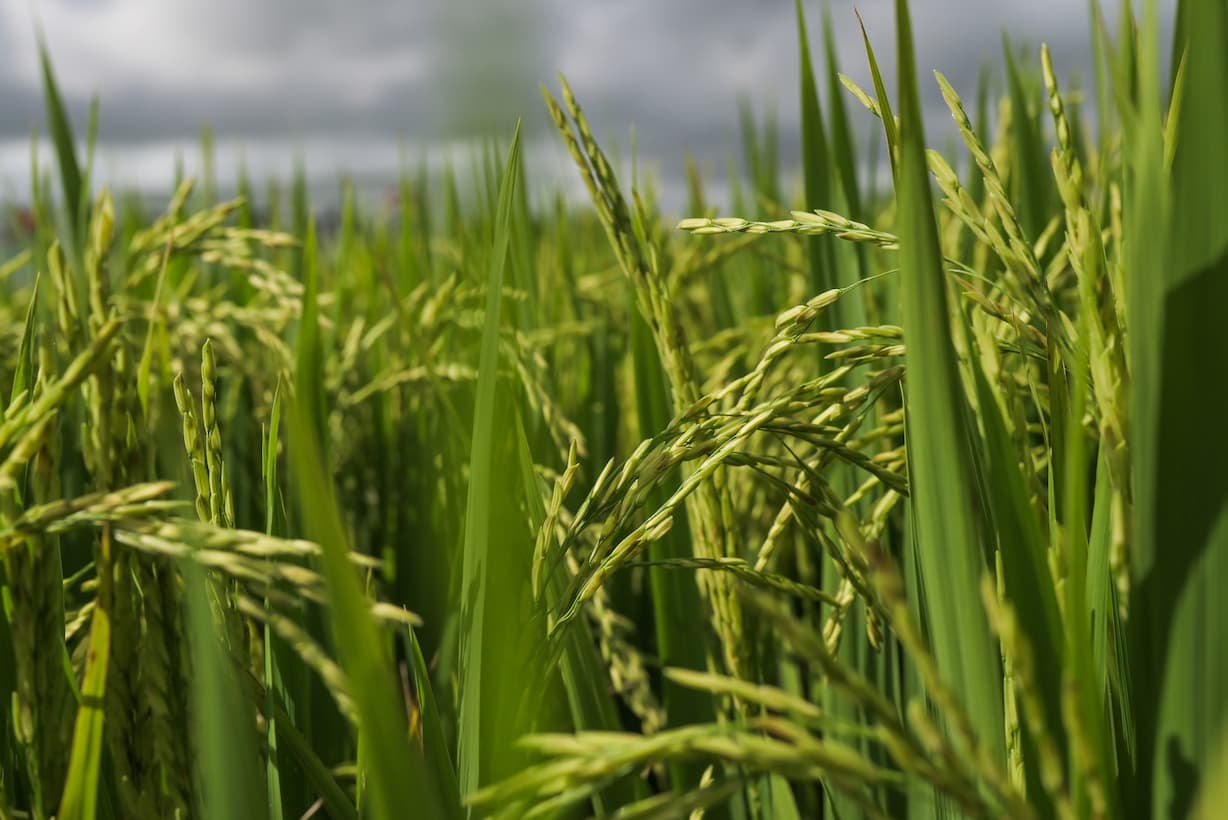 Governo Federal atualiza preço mínimo do arroz