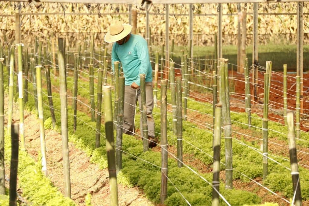 Conheça o Programa Nacional de Bioinsumos