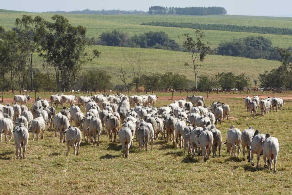 Agro-Pecuária CFM, introduz genômica na seleção de reprodutores