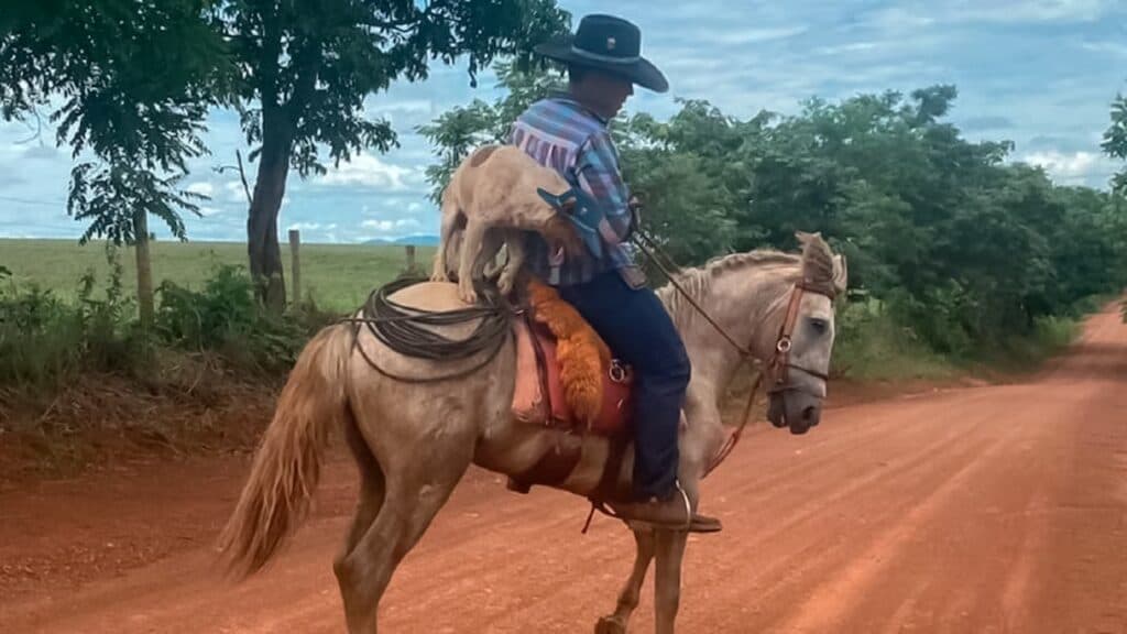 Cachorro peão monta a cavalo junto ao dono e bomba na internet