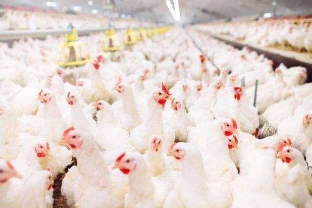 Avicultor registra pior capacidade aquisitiva de 2020