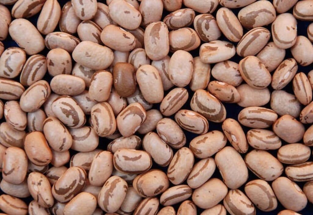 Mato Grosso receberá o 8º Fórum Brasileiro do Feijão, inscreva-se