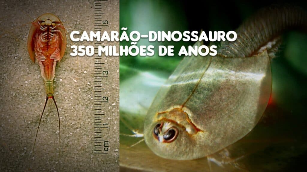 Centenas de “Camarão-dinossauro” são encontrados no deserto do Arizona