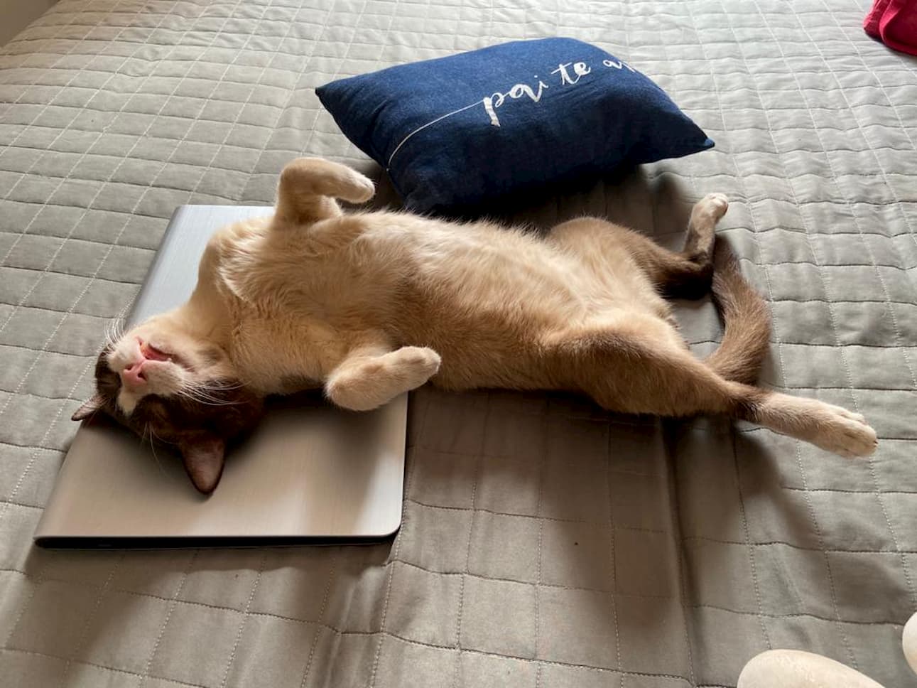 Confira quantas horas o gato dorme por dia