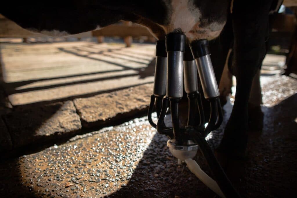 Leite: preço pago ao produtor deve cair em setembro