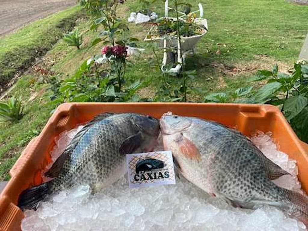 Pescado brasileiro busca espaço no mercado muçulmano