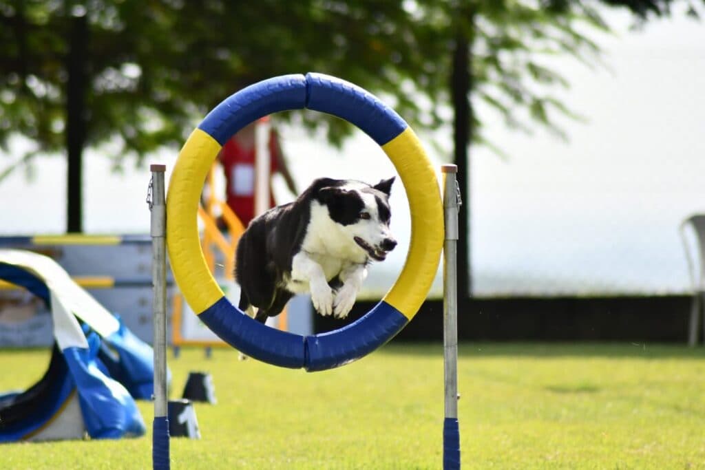 Campeonato Brasileiro de Agility será passaporte para Mundial da Áustria