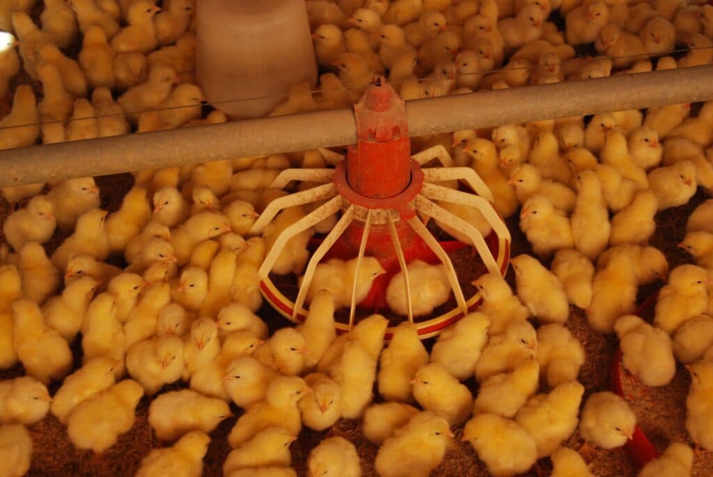 Cotações do frango vivo seguem em alta