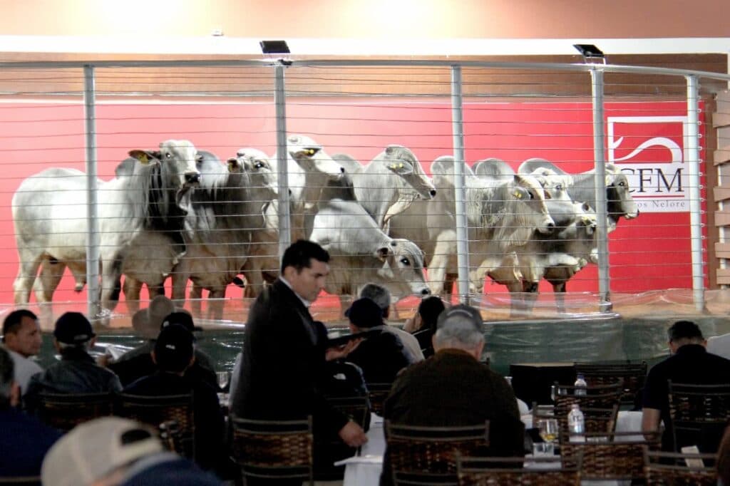 Megaleilão Nelore CFM teve 100% dos touros vendidos!