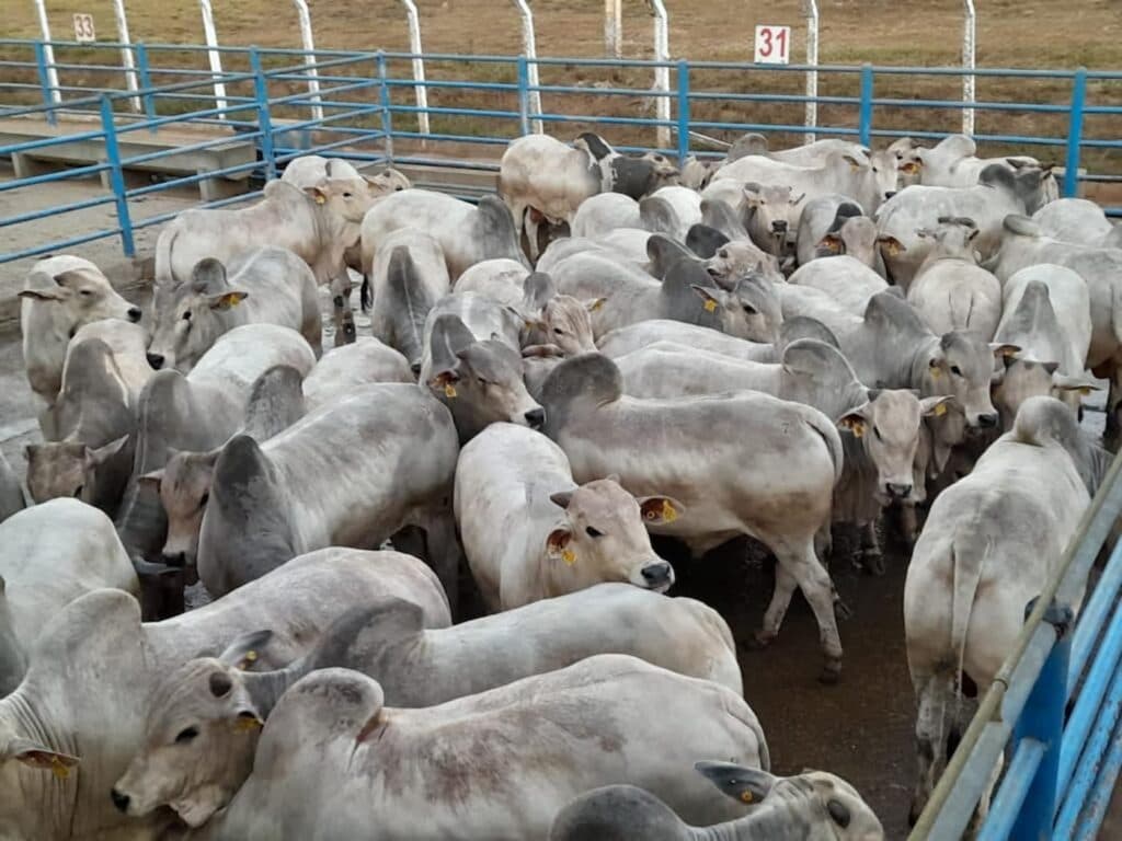 Circuito Nelore de Qualidade 2022 avalia mais de 700 animais, em Goiás