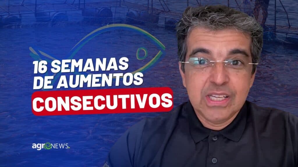 Mercado do Peixe 26 de novembro 2022, 16 semanas de aumentos consecutivos