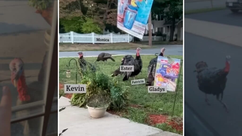 Kevin Glu Glu e a gangue dos perus desordeiros