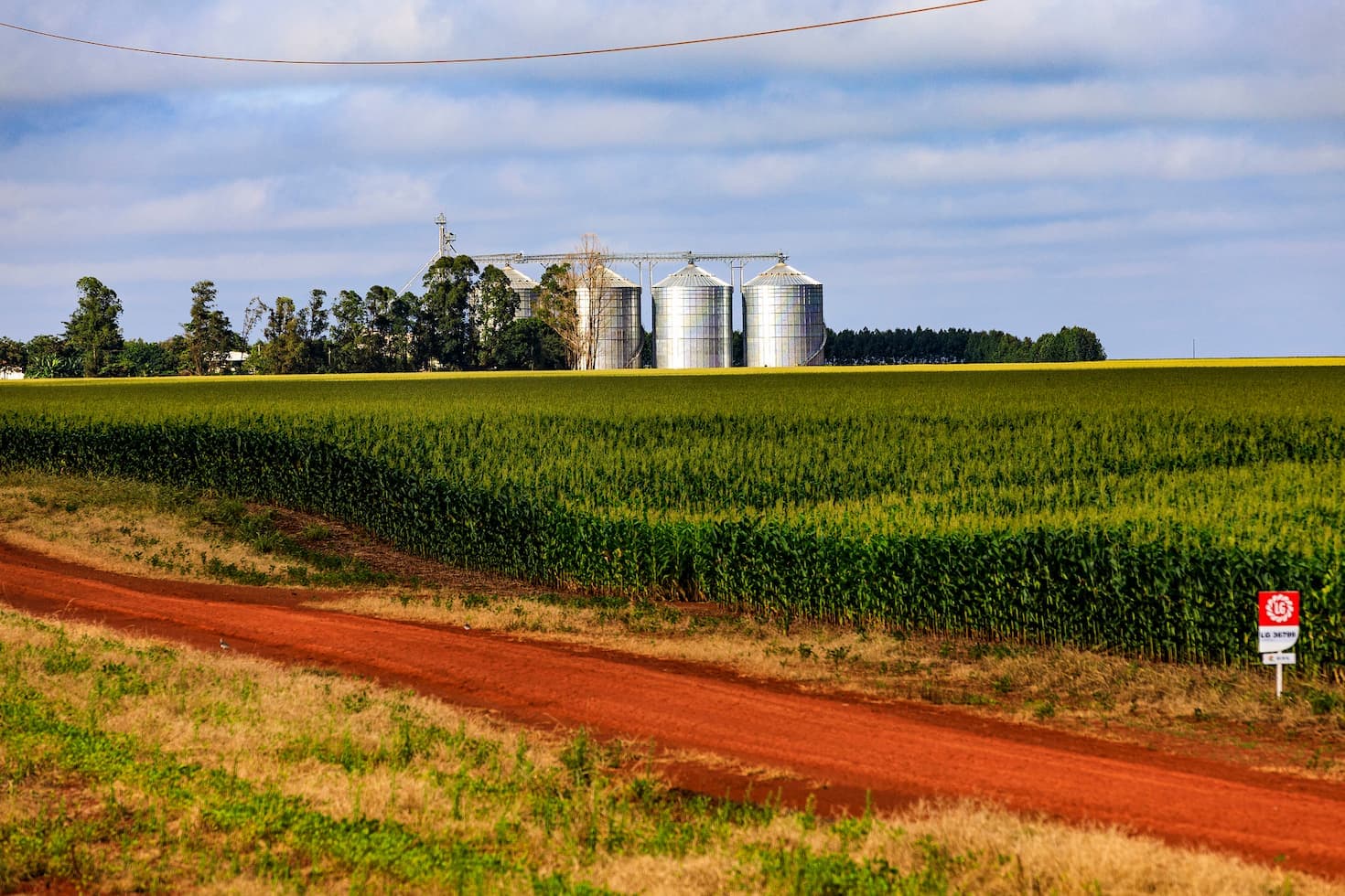 Preços do milho estão em queda
