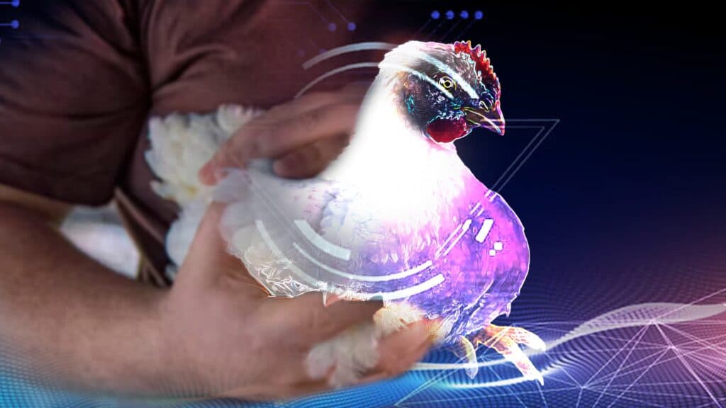 BRF utiliza inteligência artificial para cálculo do peso médio de abate de frangos