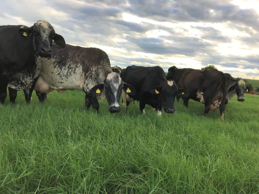 Raça Girolando tem queda de 40% nas emissões de metano