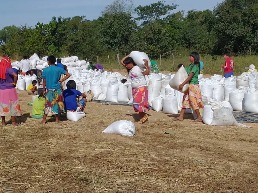 Indígenas colhem 82 toneladas de arroz em Alto Boa Vista, no Mato Grosso