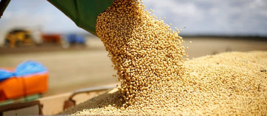 Safra 2023/24 de soja poderá ter resultado negativo, confira!