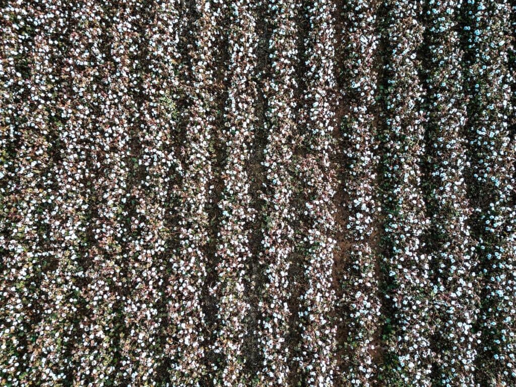 Preço do algodão teve queda de 2% em 09 dias