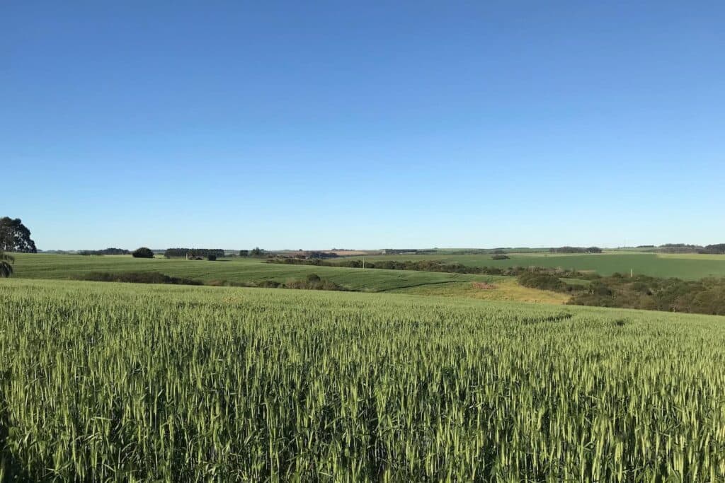 Preços do trigo estão elevados em 2024